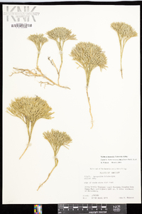 Diphasiastrum tristachyum image