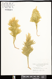 Dendrolycopodium hickeyi image