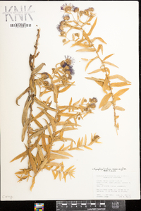 Symphyotrichum novae-angliae image