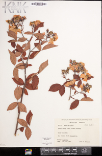 Rosa setigera image