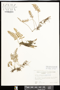 Pleopeltis polypodioides image