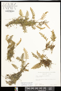 Pleopeltis polypodioides image