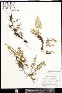 Pleopeltis polypodioides image