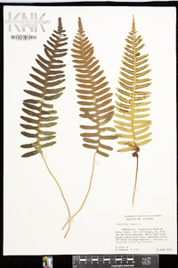 Polypodium vulgare image