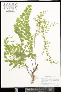 Adiantum capillus-veneris image