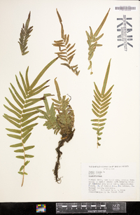 Pteris vittata image