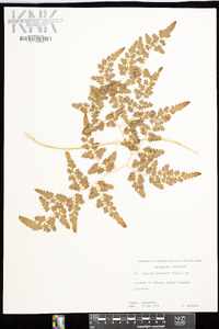 Lygodium japonicum image