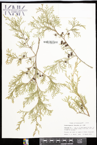 Chamaecyparis thyoides image