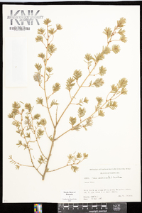 Tsuga canadensis image