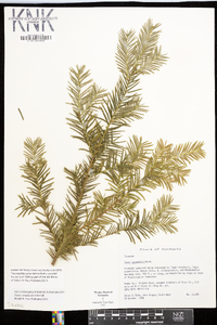 Taxus canadensis image