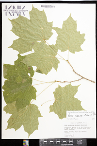 Acer nigrum image