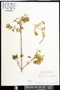 Acer platanoides image