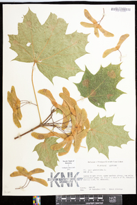 Acer platanoides image