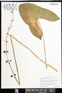 Sagittaria australis image