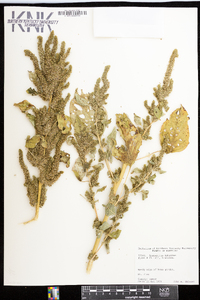 Amaranthus hybridus image