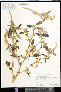 Amaranthus spinosus image