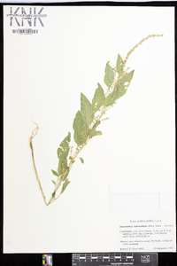 Amaranthus tuberculatus image