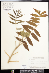 Rhus typhina image