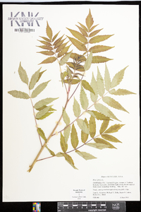 Rhus typhina image