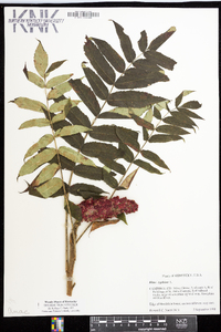 Rhus typhina image