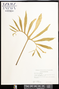Dracunculus vulgaris image