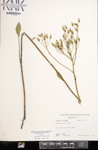 Arnoglossum plantagineum image