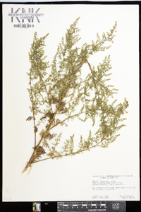 Artemisia annua image