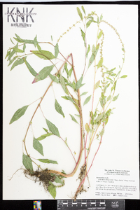 Amaranthus tuberculatus image