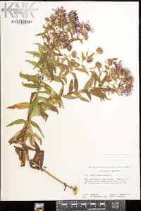 Symphyotrichum novae-angliae image