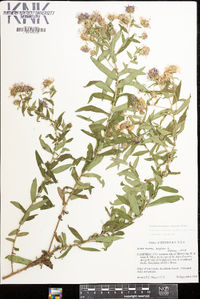 Symphyotrichum novae-angliae image