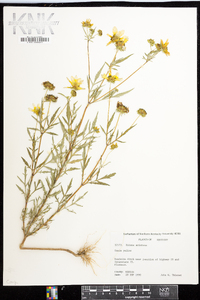 Bidens aristosa image