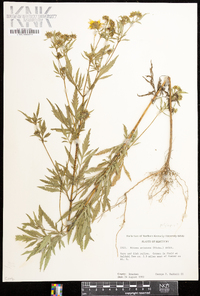 Bidens polylepis image