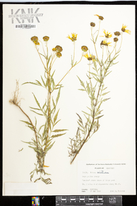 Bidens aristosa image