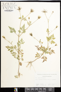 Bidens bipinnata image