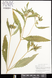 Bidens tripartita image