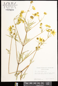 Bidens polylepis image