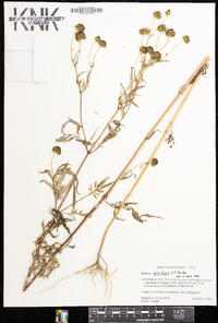 Bidens polylepis image