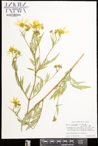 Bidens polylepis image