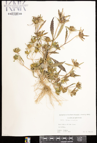 Bidens tripartita image