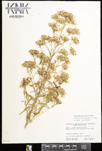 Brickellia eupatorioides image