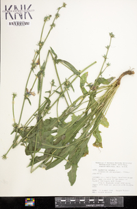 Cichorium intybus image