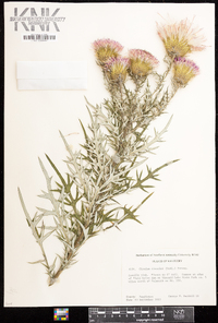 Cirsium discolor image