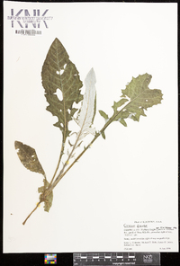 Cirsium discolor image