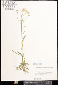 Crepis capillaris image