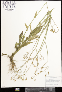 Crepis pulchra image