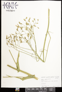 Crepis pulchra image