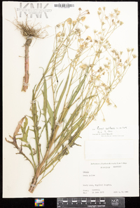 Crepis capillaris image