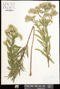 Eupatorium altissimum image