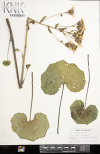 Farfugium japonicum image