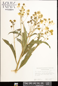 Verbesina alternifolia image